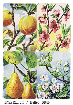 Heller 384 b fruits and flowers square educational scraps.jpg