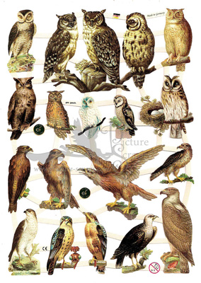 EF 7333 Birds of Prey  Owl  Hawk.jpg