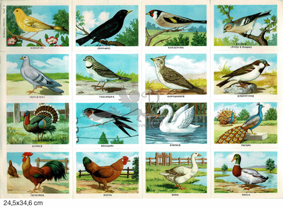 Rekos 4 educational birds.jpg