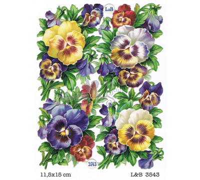 L&B 3543 violets.jpg
