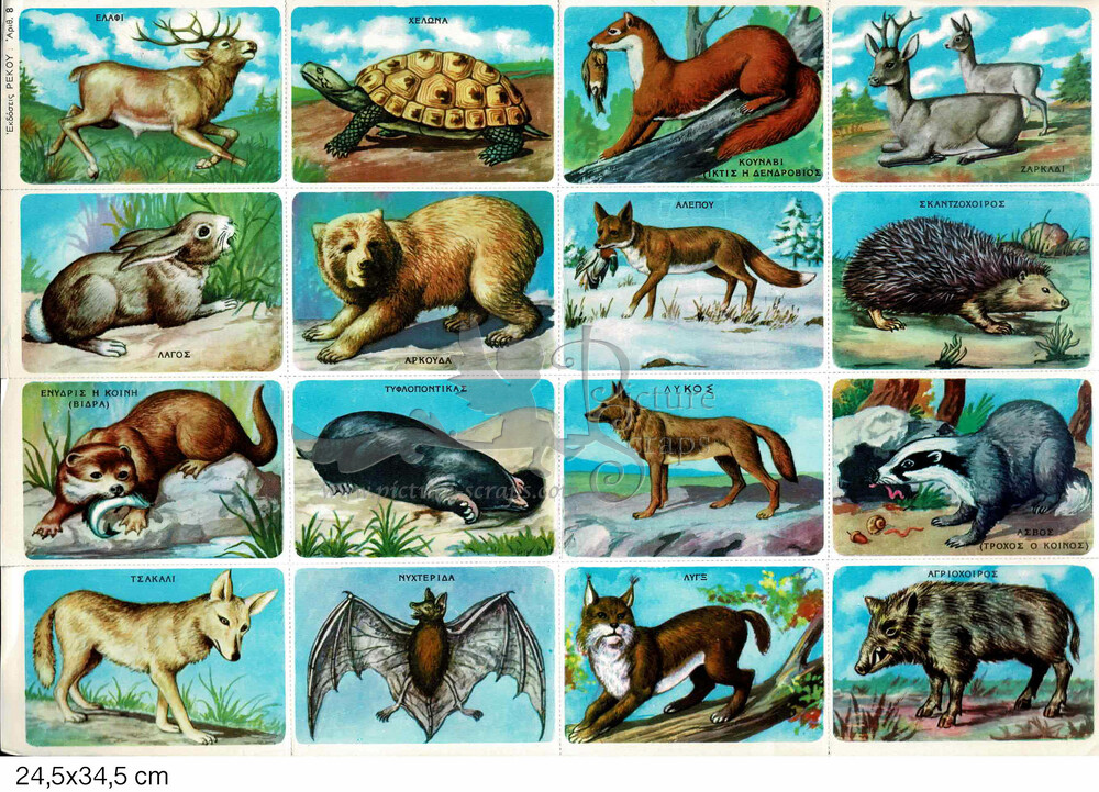Rekos 8 educational animals.jpg