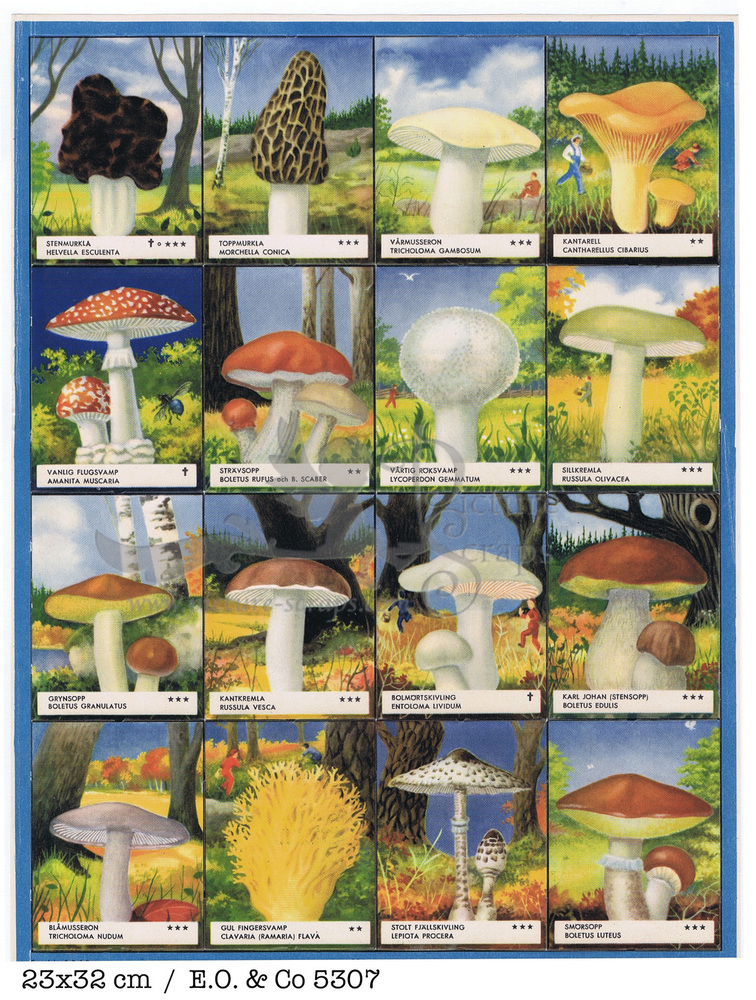 EO 5307 mushrooms.jpg