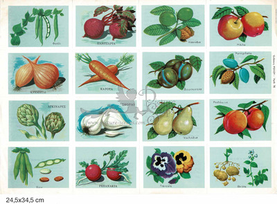 Rekos 76 educational vegetables.jpg