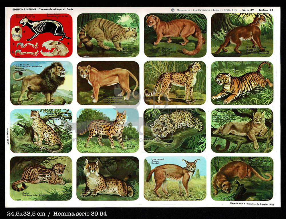Hemma 54 carnivores feline.jpg