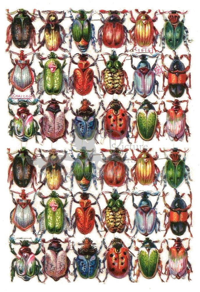 M.P. 1614 chafers beetles.jpg