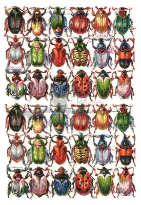 M.P. 1614 chafers beetles.jpg