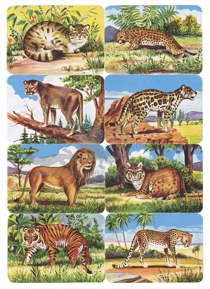 Kruger 99.6 wild animals.jpg