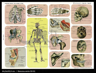 Hemma 61 skeleton.jpg