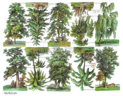 WH 1470 trees.jpg