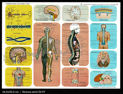 Hemma 67 nervous system.jpg