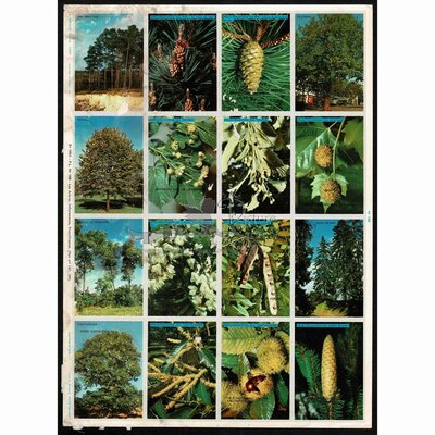 A.Arnaud 188 trees.jpg