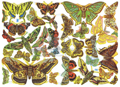 WS 640 butterflies.jpg