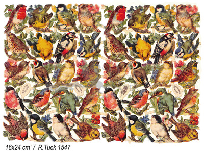 R.Tuck 1547 birds.jpg