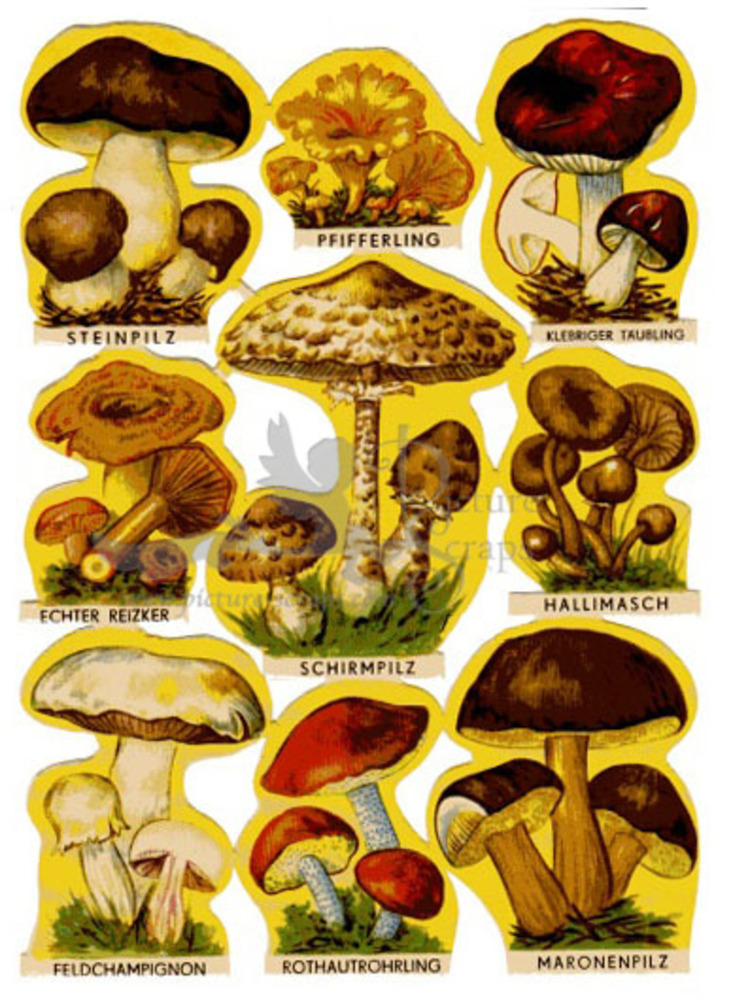 DDR 1152 mushrooms.jpg