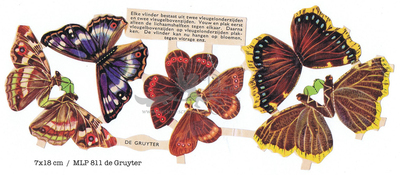 MLP 811 de gruyter butterflies.jpg