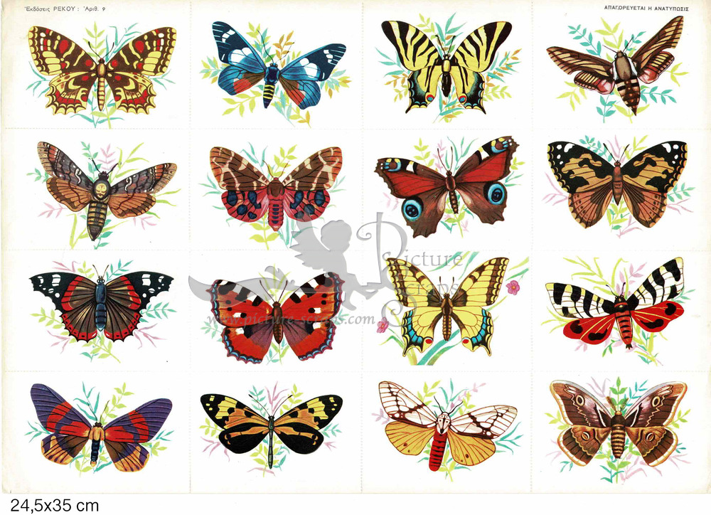 Rekos 9a butterflies.jpg