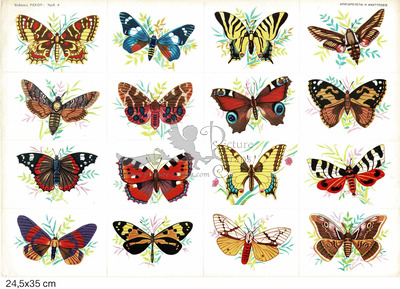 Rekos 9a butterflies.jpg