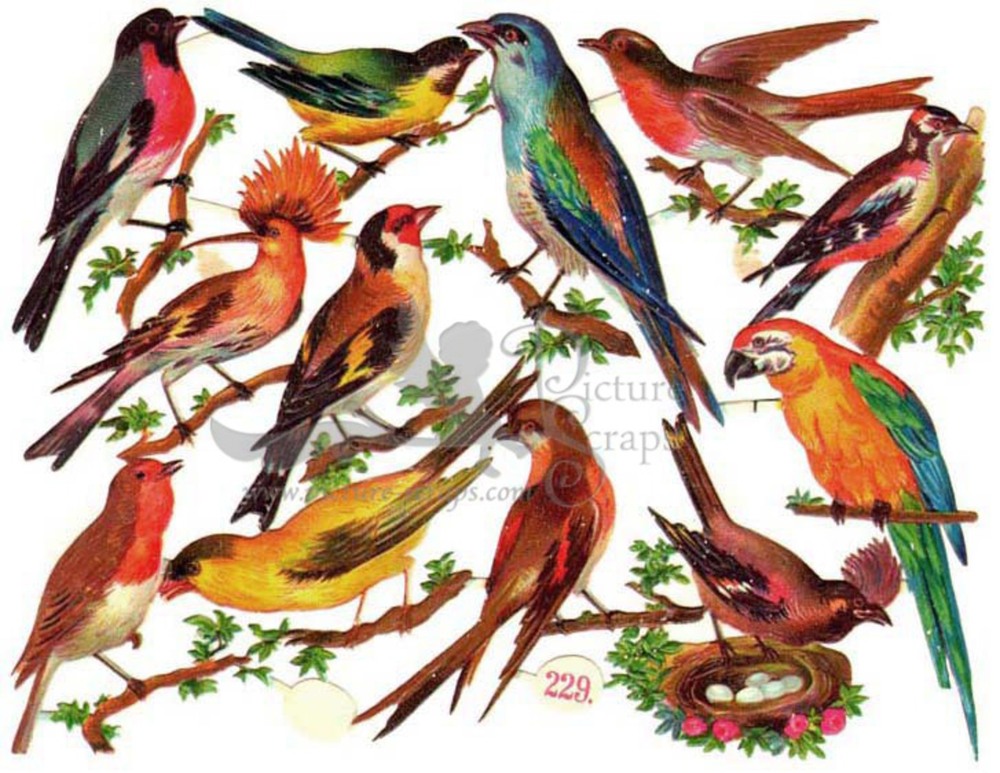 Priester & Eyck 229 exotic birds.jpg