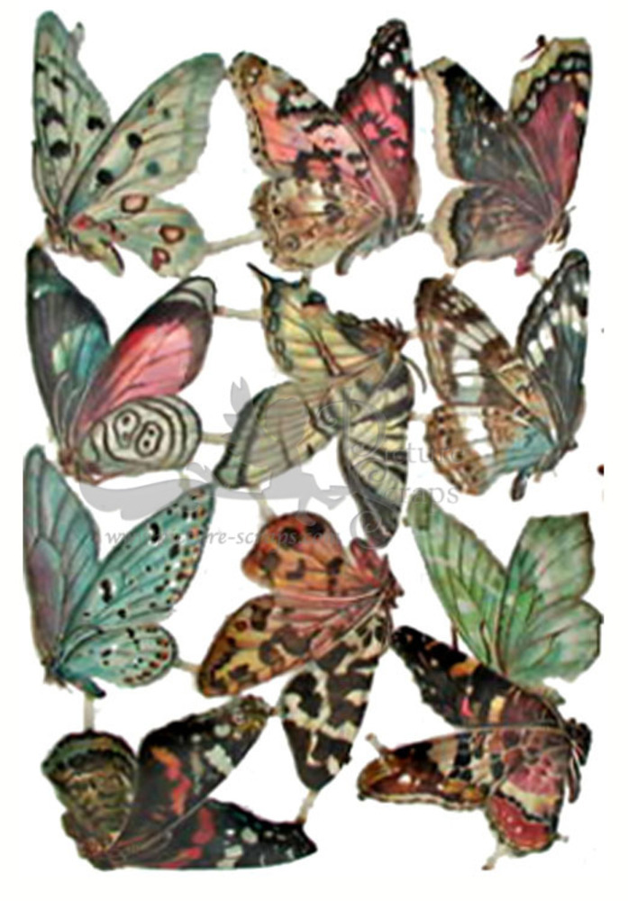 Birn Bros butterflies.jpg