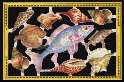 MLP A 129 seashells and fish.jpg