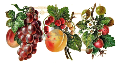 WH 1948 fruits.jpg