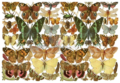NL 1301 butterflies.jpg