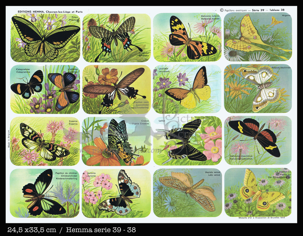 Hemma 38 butterflies.jpg