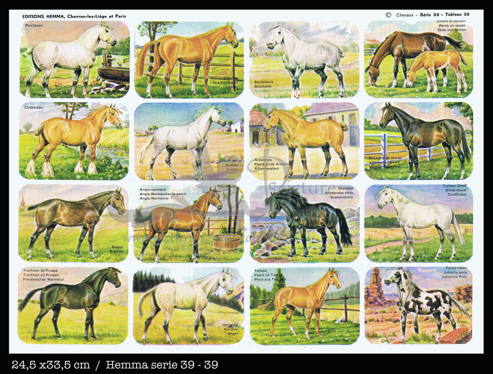 Hemma 39 horses.jpg