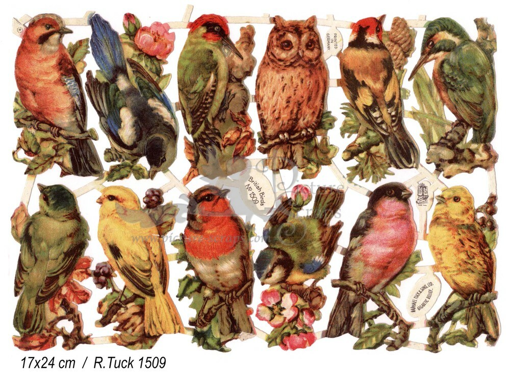 R.Tuck 1509 birds.jpg
