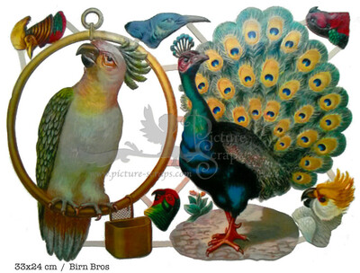 Birn Bros Peacock parrot.jpg