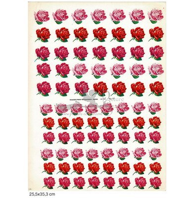 Rekos 27 pink and red roses.jpg