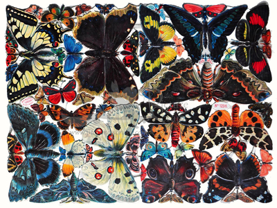 Birn bros 1236 butterflies.jpg