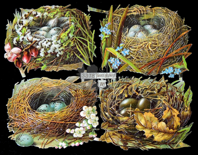 WH 3378 nests and eggs.jpg
