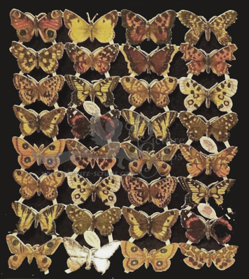 R.Tuck 821 butterflies.jpg