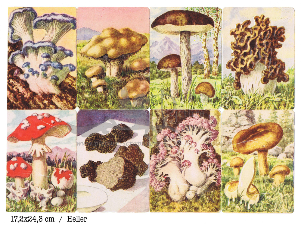 Heller mushrooms 1 square educational scraps.jpg