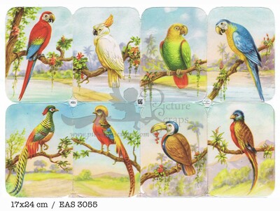EAS 3055 birds parrots.jpg