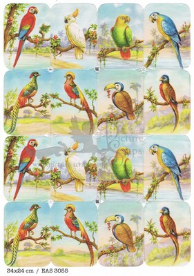 EAS 3055 full sheet parrots.jpg
