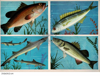 Rekos 135 fish.jpg