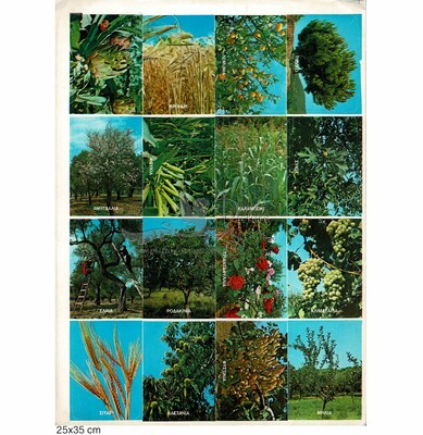 Rekos plants and trees.jpg