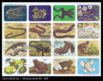 Hemma 166 Amphibians.jpg