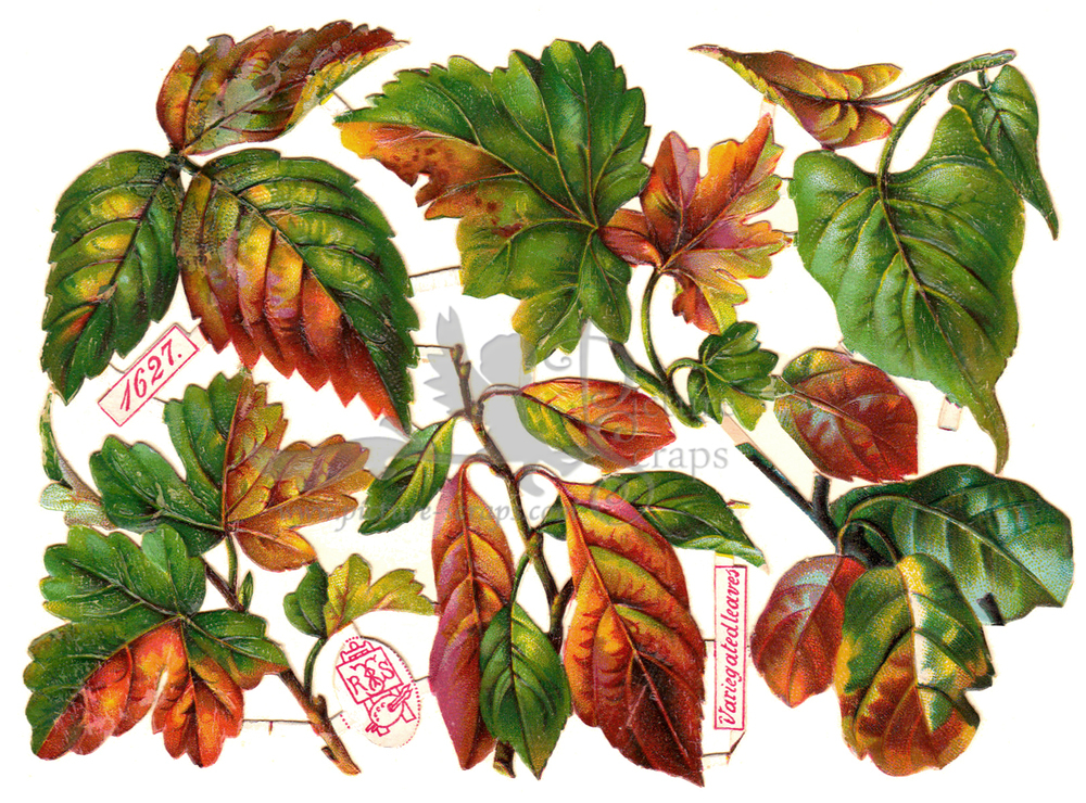 R.Tuck 1627 leafs.jpg