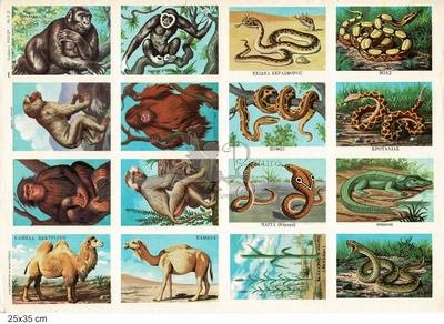Rekos 9 educational animals reptiles .jpg