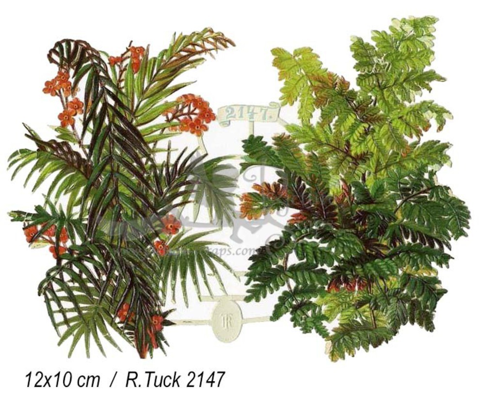 R.Tuck 2147 ferns.jpg