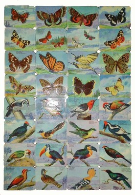 NL NN square educational scraps birds butterflies.jpg
