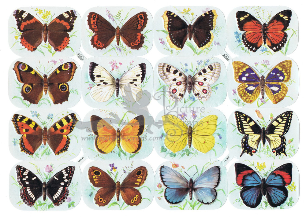 Kruger 98.140 butterflies.jpg