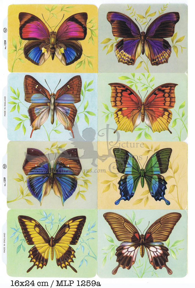 MLP 1259 a butterflies.jpg
