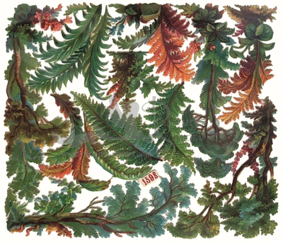 NL 1598 ferns leafs.jpg