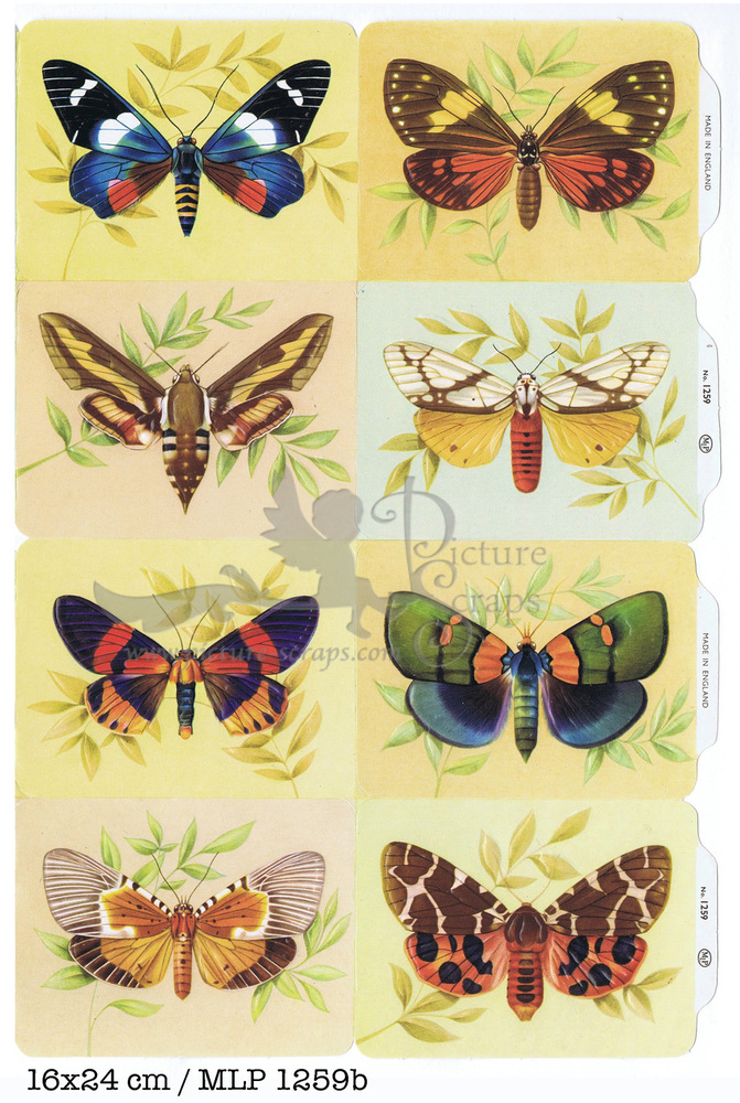 MLP 1259 b butterflies.jpg