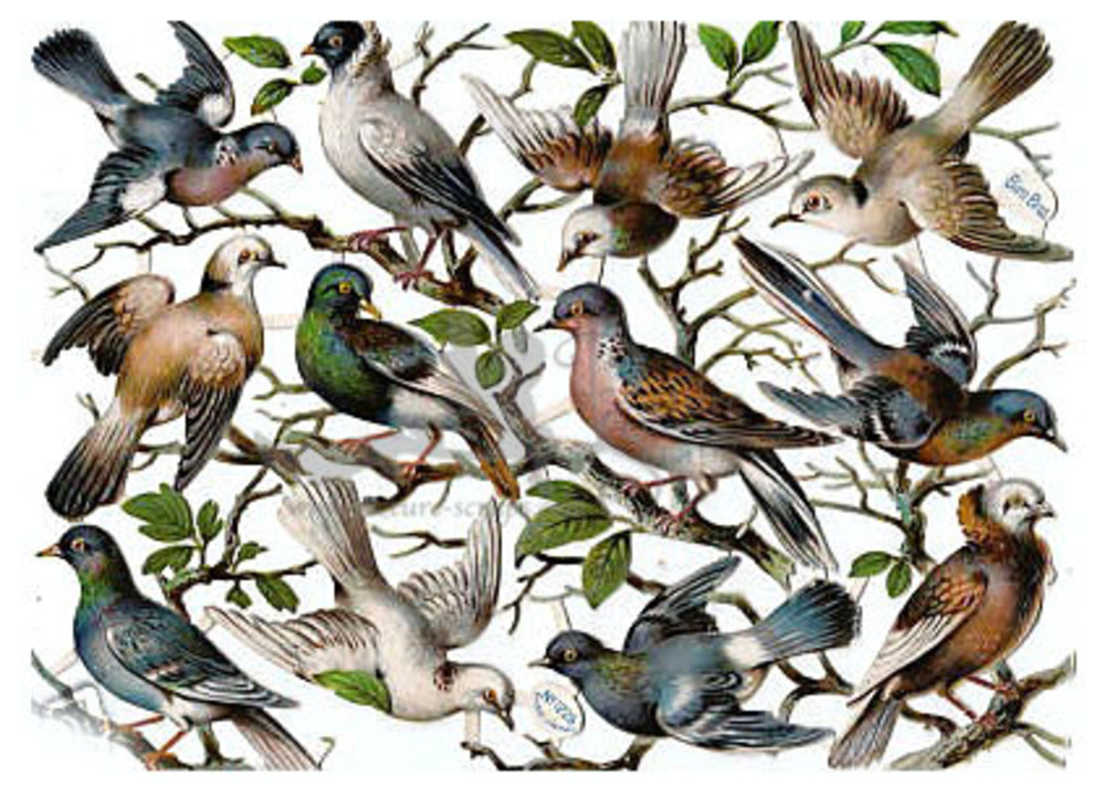 Birn Bros 1226 birds.jpg