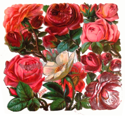 NL 2734 roses.jpg